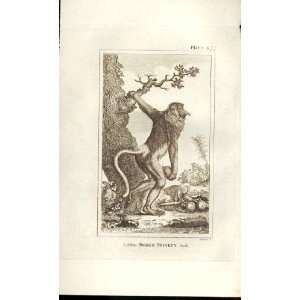  Long Nosed Monkey 1812 Buffon Natural History Pl 377