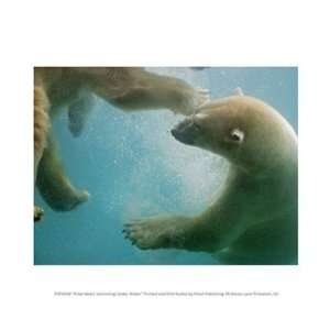  Polar Bears Swimming Under Water 10.00 x 8.00 Poster Print 