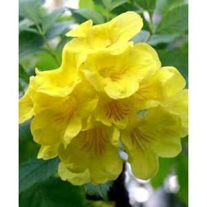  Tecoma Stans Seeds Yellow Trumpetbush Yellow Bells Yellow 