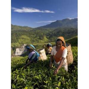  Women Tea Pickers, Tea Hills, Hill Country, Nuwara Eliya 
