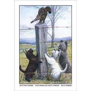   Terrier, West Highland Terrier, Skye Terrier   11832 6