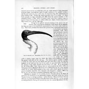  NATURAL HISTORY 1895 HEAD BERNIERS IBIS HERON BIRD