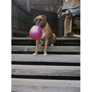 Tough Looking Bulldog Delicately Holds a Balloon in Morro Bay 