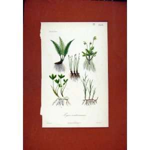Ciges Souterraines Hand Colored Botanical Old Print 