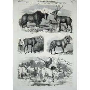  1851 Knowsley Sale Animals Zebus Elk Gnu Yak Singha