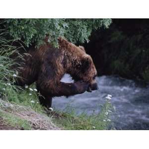  A Young Grizzly Bear (Ursus Arctos Horribilis) Smells a 