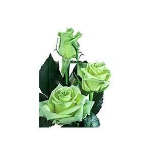   Green Roses (Jade) 15.74 (40cm.)  Grocery & Gourmet Food