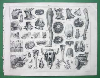ANATOMY Organs of Sense Taste   1844 SUPERB Antique Print  