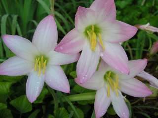 Rain Lily, Habranthus robustus, 10 bulbs, zephyranthes  