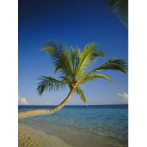 Palm Tree Overhanging the Beach and Sea, the Maldives, Indian Ocean 
