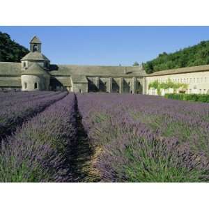 Rows of Lavender at the Abbaye De Senanque, Vaucluse, Provence, France 