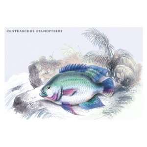  Centrarchus Cyanopterus 20X30 Poster Paper