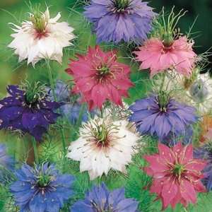  Love In A Mist  Persian Jewel Mix  50 Seeds Patio, Lawn 