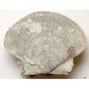  Caloosahatchee Formation Southwest Florida Fossil 