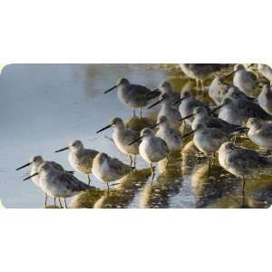  Willets Mouse Pad