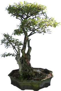 Crape Myrtle Bonsai Tree 44 Tall Large Specimen  