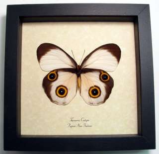 Frame Size 6 1/2 square Background Insect Name & Origin Printed 