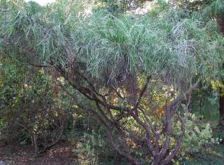 Extremely rare   Amazing Ribbon Tree   Carmichaelia  
