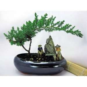 9GreenBox   BONSAI Juniper Tree w/midnightblue Ceramic Pot fishmen