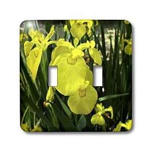  Lenas Photos   Flowers   Yellow irises surrounding a small 