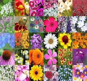 Wildflower mix 100% seed 1/4 POUND LB SEEDS x 30 TYPES  