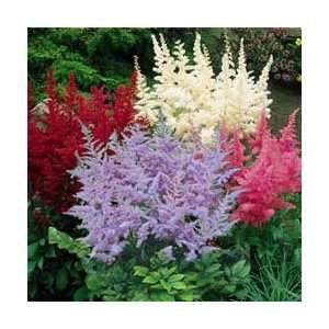  Hardy Astilbe Collection