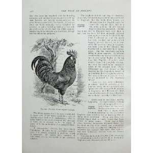    1902 Poultry American Brown Leghorn Cockerel Wright