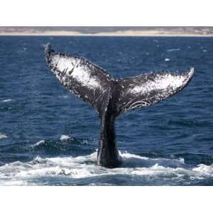  Humpback Whale Lobtailing, Baja California, Sea of Cortez 