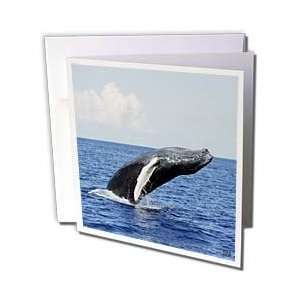  Kike Calvo Whales n Dolphins   Humpback Whale   Greeting 