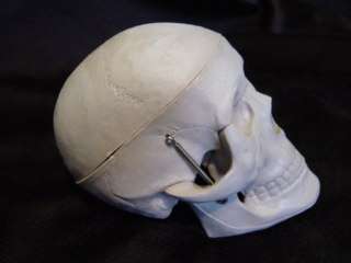 Human Skull, Small 4 Educational/Halloween Model  