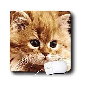  Florene Cat   Cat Face Closeup   Mouse Pads Electronics