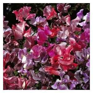  Sweet Pea Seeds  Fragrant Ripples Patio, Lawn & Garden
