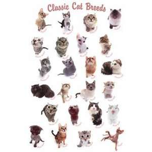  HanaDeka   Cat Breeds