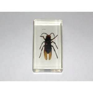  Real Insect Paperweight   Wasp (ST3264)