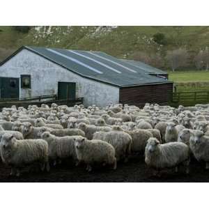 Sheep Wait for Shearing at the Clearwater Station Near Allans Beach 