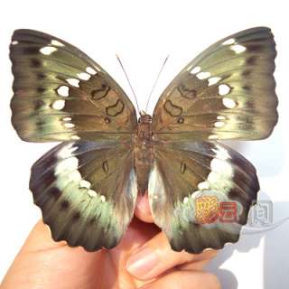 PAIR unmounted butterfly Euthalia kardama #1  