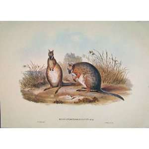   Gouldâ¿S Mammals Australia 1863 DerbyS Wallaby 1977