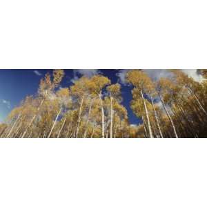  Aspen Trees, Uncompahque National Park, Colorado, USA 