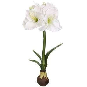  18 Standing Amaryllis W/Bulb White (Pack of 4)