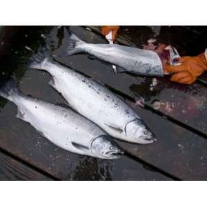  Silver Salmon Caught in Glacier Bay, Gustavus, Alaska 