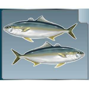  AMBERJACK Fish vinyl decals Set of 2 Stickers Sport 