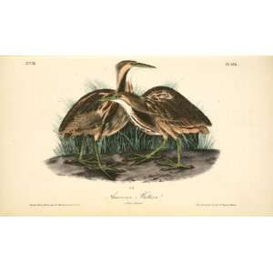   James Audubon   24 x 14 inches   American Bittern. 1. Male. 2. Female