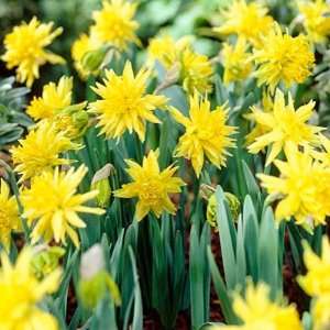  Double Daffodil Bulbs Rip Van Winkle Patio, Lawn & Garden