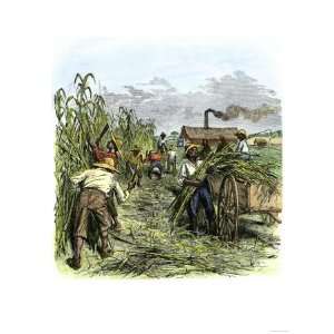  African American Slaves Harvesting Cane on a Sugar 