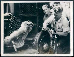 1939 Man & Snare Traps Furious Raccoon Tries City Truck Trip Brookside 