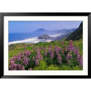  Lupine Flowers and Rugged Coastline along Southern Oregon 