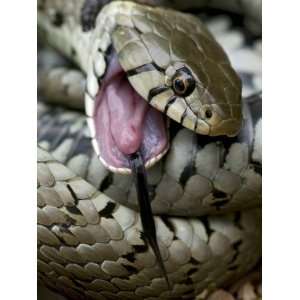 Grass Snake Feigning Death, Hertfordshire, England, UK Photographic 