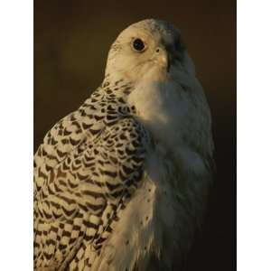  Gyrfalcon (Falco Rusticolus) in its White Phase Stretched 