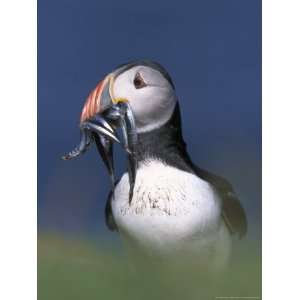 Atlantic Puffin, Close up of Adult with Sand Eels, Scotland Premium 