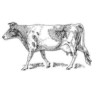   of 12 Parchment Gift Tags Line Drawing Guernsey Cow